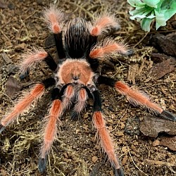 Brachypelma bohemia