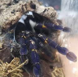 Poecilotheria metalica female