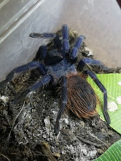 P. Sazimai  Brazilian  blue