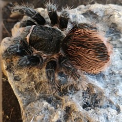 Grammostola